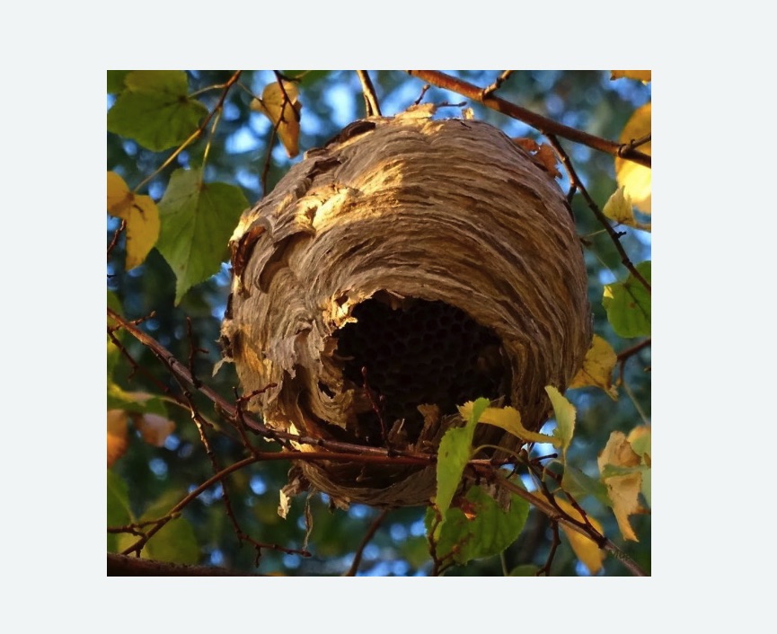 Обработка от шершней в г. Октябрьский