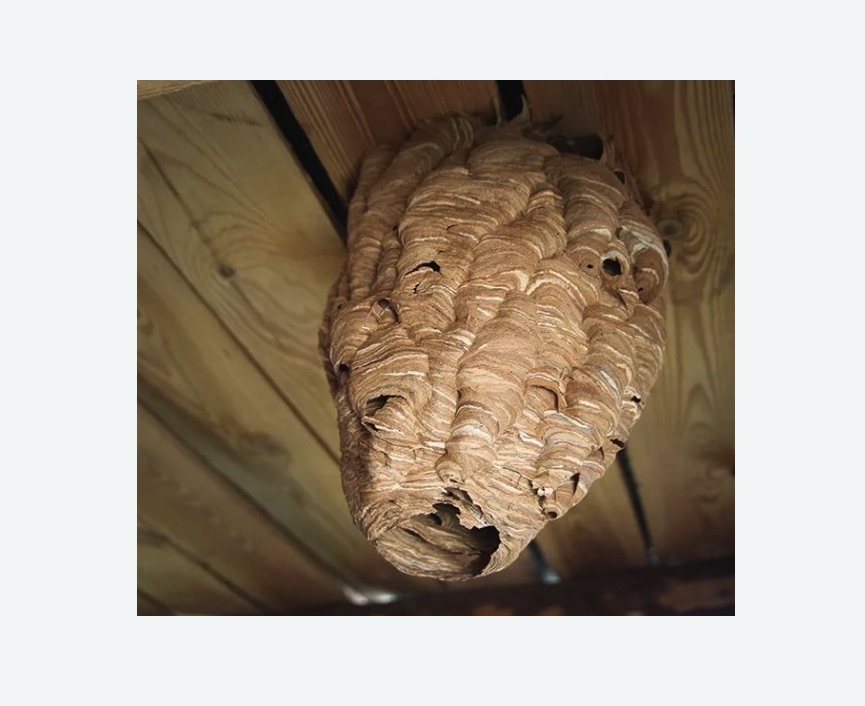 обработка от шершней в г. Октябрьский