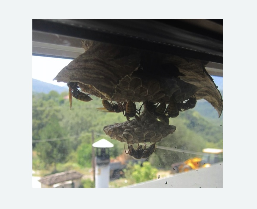 Уничтожение гнёзд шершней в г. Октябрьский