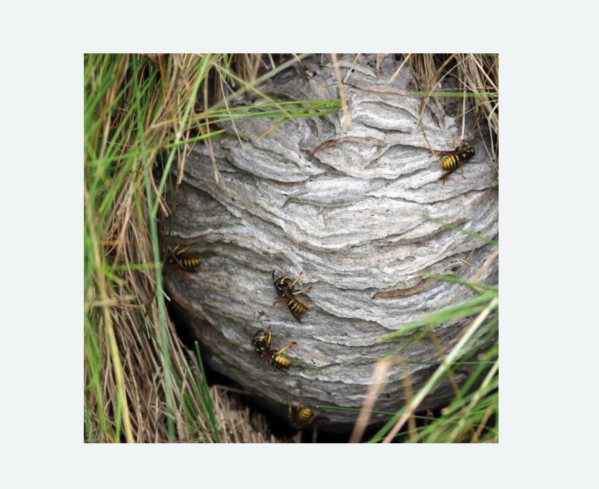 Уничтожение ос и ульев в г. Октябрьский